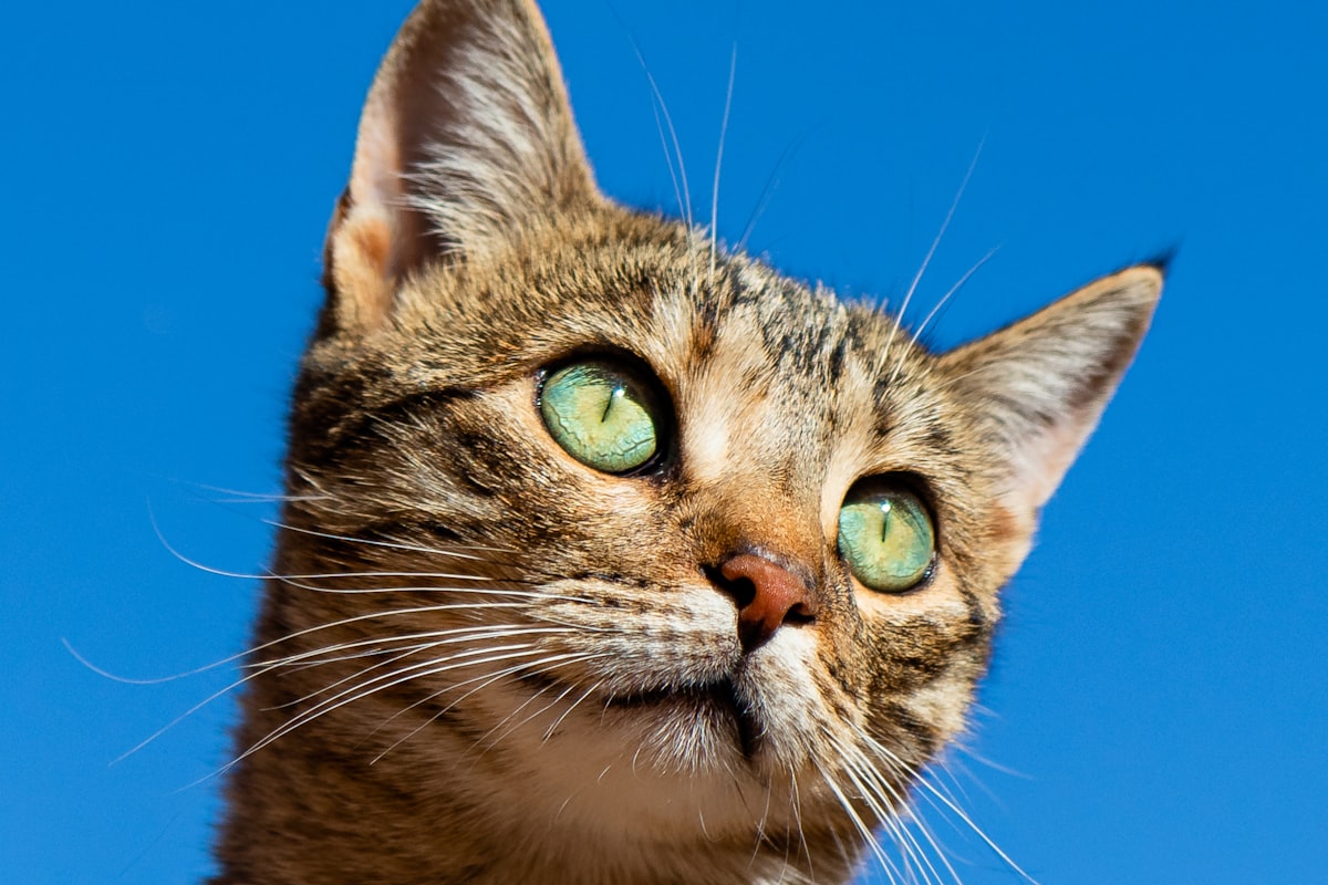 Gato atento — sinais de estresse em ambiente interno