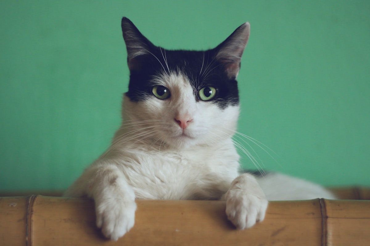 Gato em close — cuidados na maturidade felina