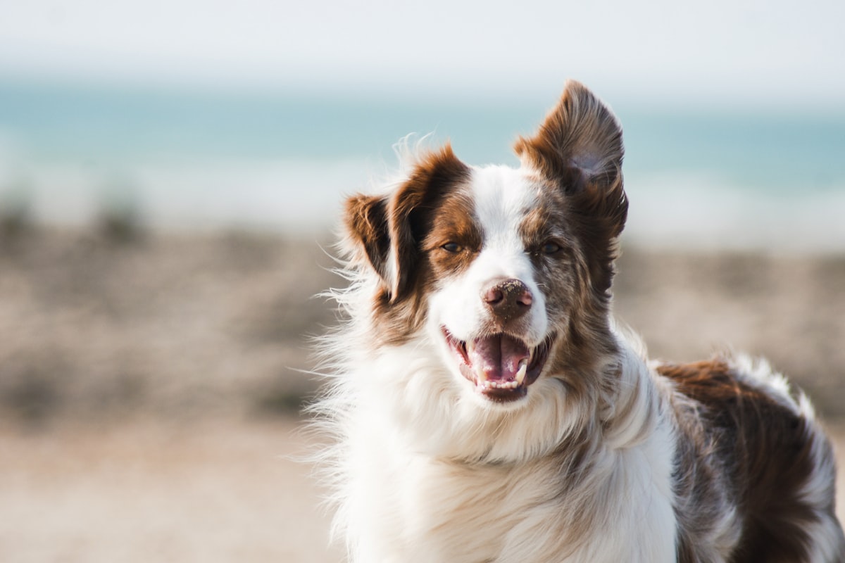 Cão saudável e ativo — meta do controle de peso em cães e gatos