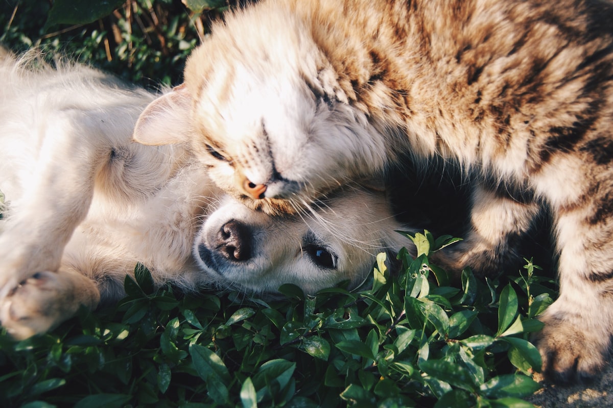 Cão e gato juntos — observar mudanças no pet