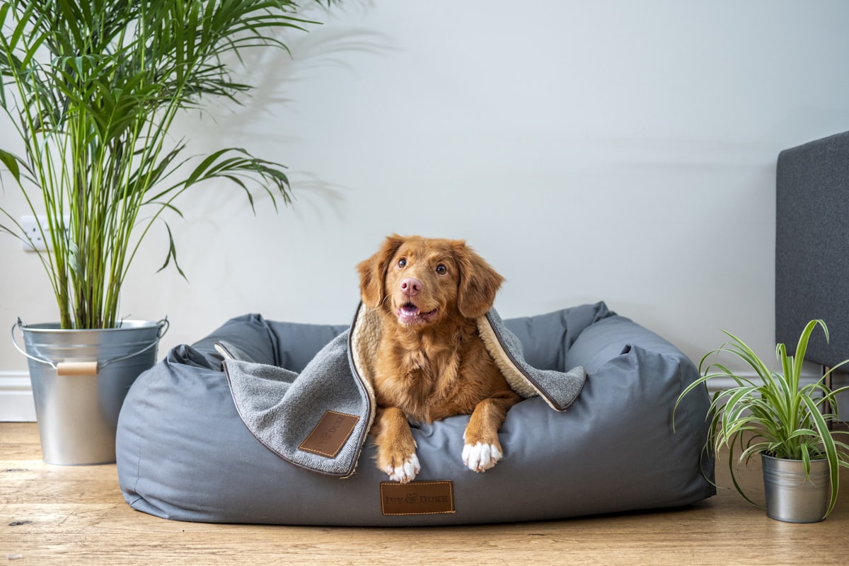 Cão confortável em casa — ambiente ideal para teleconsulta
