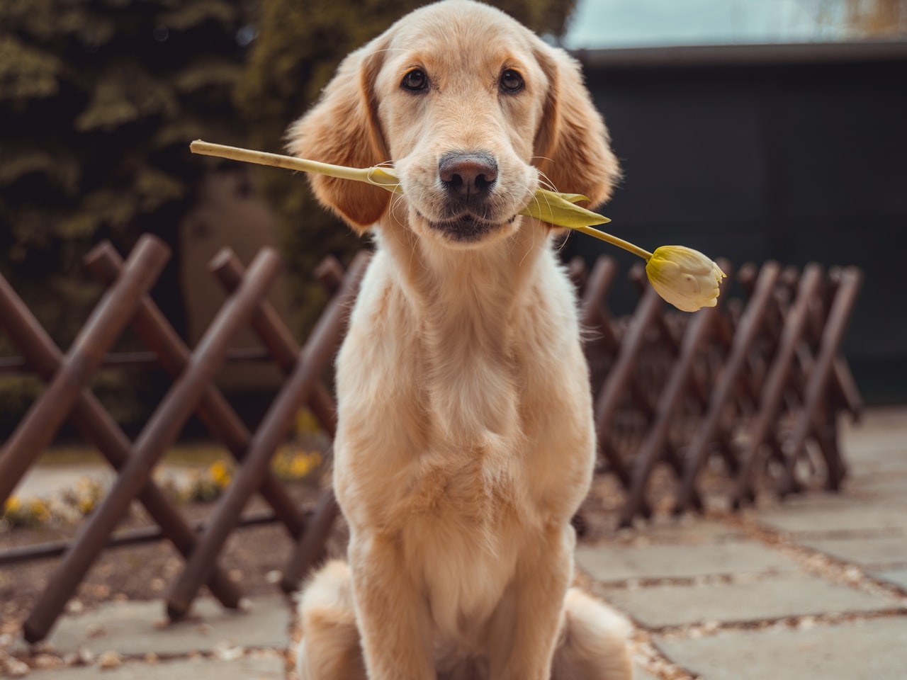 Filhote de golden retriever em momento carinhoso