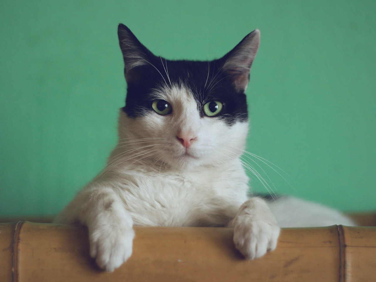 Gato atento e saudável em ambiente acolhedor