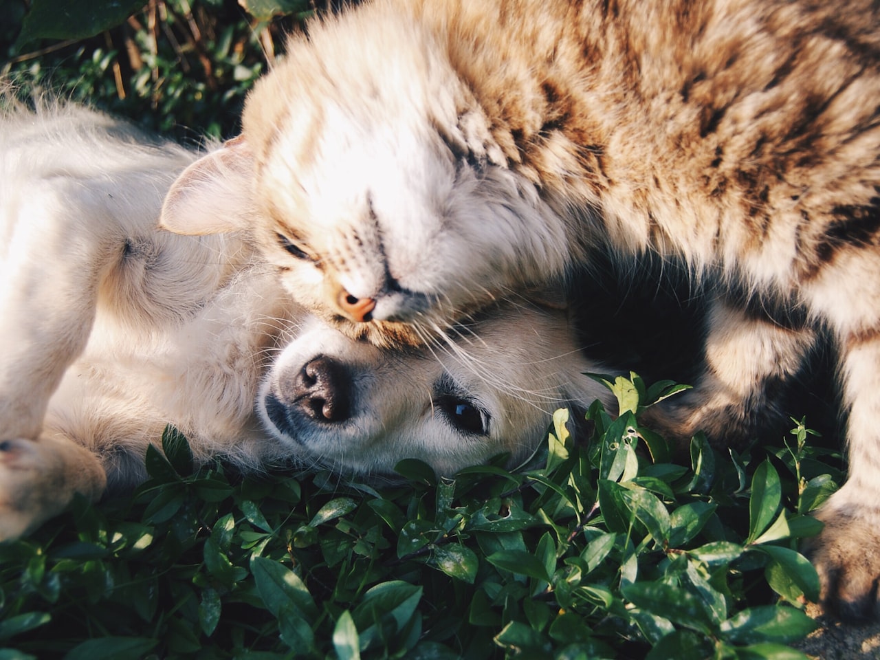 Cão e gato em harmonia — bem-estar e vínculo