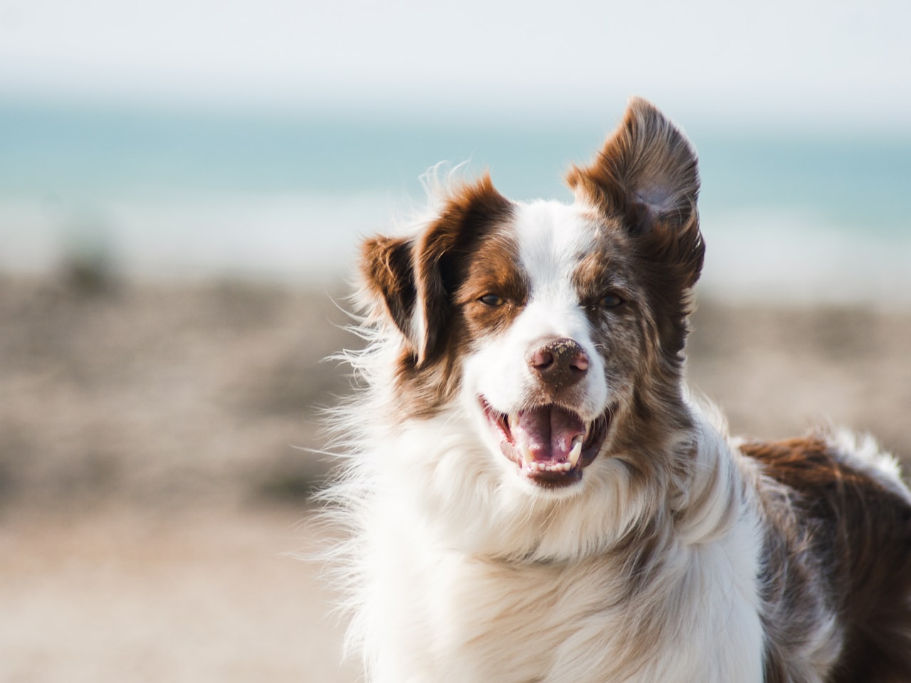 Cão feliz e saudável ao ar livre